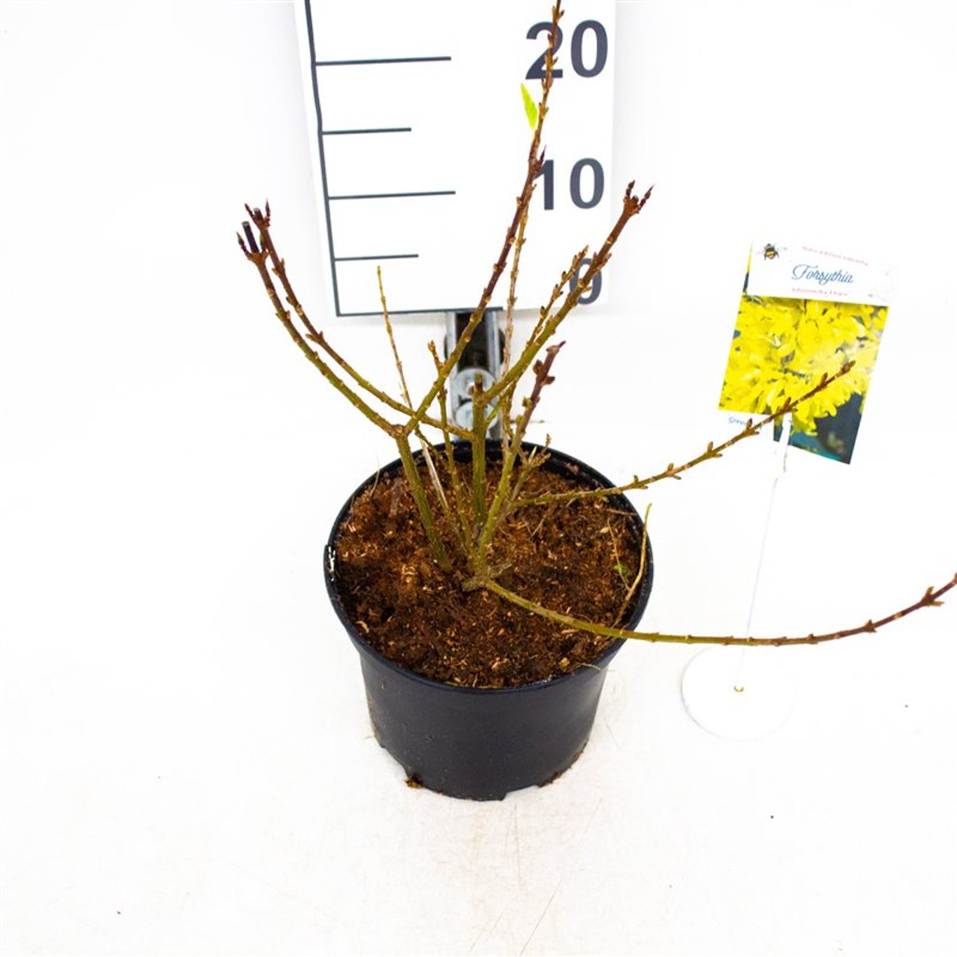 Forsythia int. 'Flojor' - C3 30-40 CM